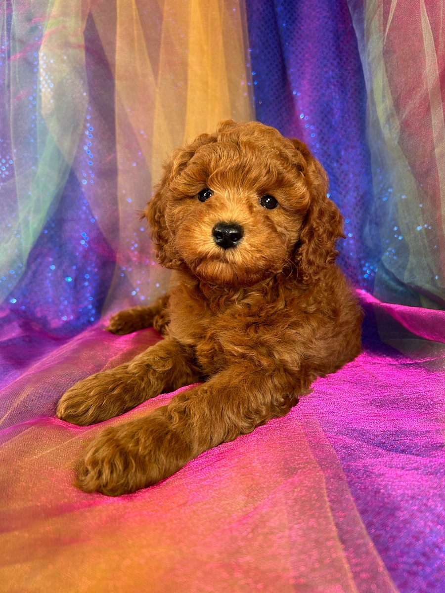 Dark Red F1b Male Mini Goldendoodle DOB 8-31-2023 $1200